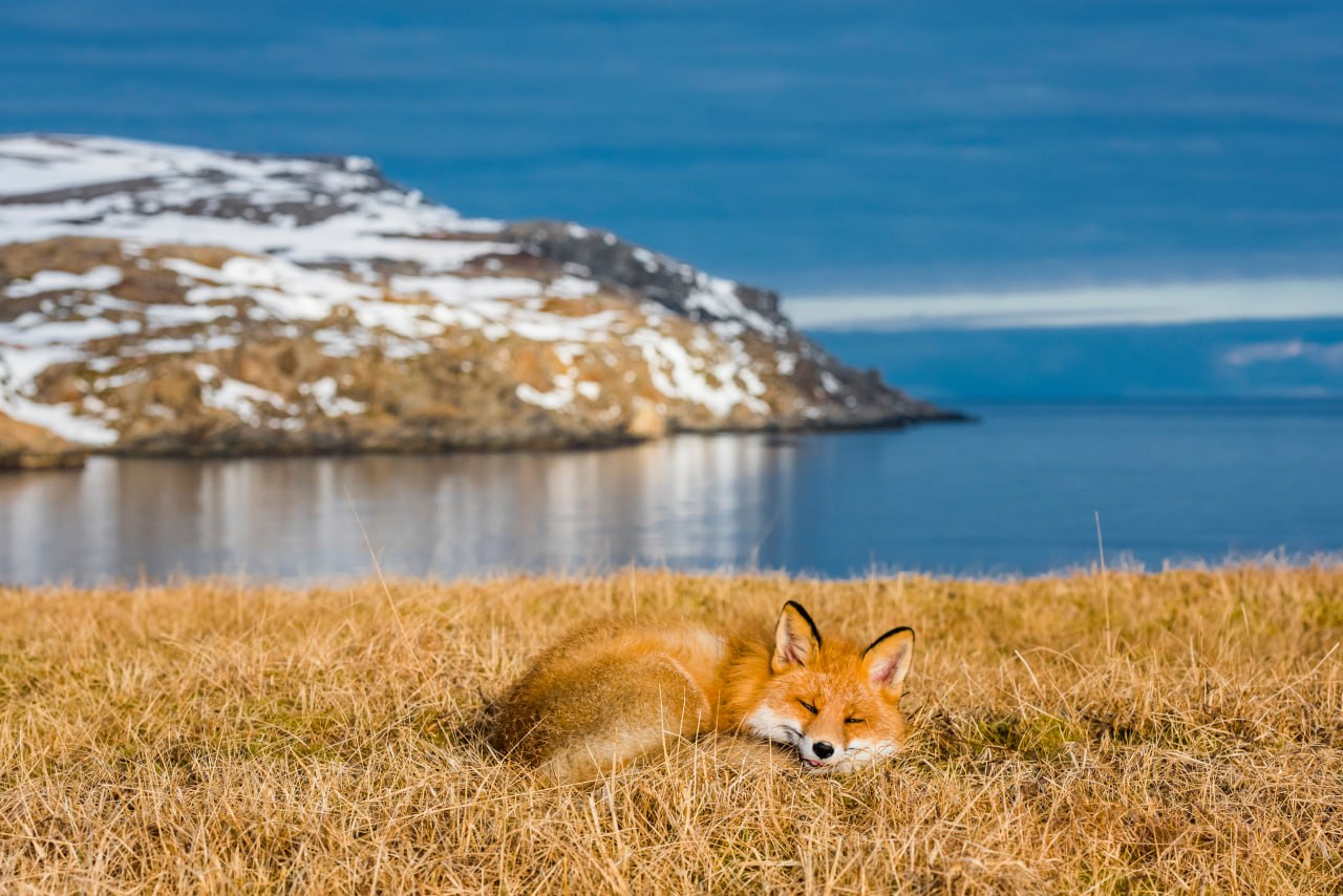 14 ноября - «Уникальный животный мир Кольского Заполярья»