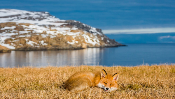 14 ноября - «Уникальный животный мир Кольского Заполярья»